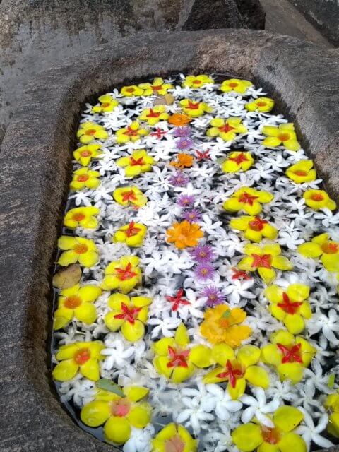 Blumenbad bei den Felsentempeln in Dambulla