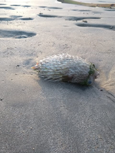 Kugelfisch am Strand bei Uppuveli