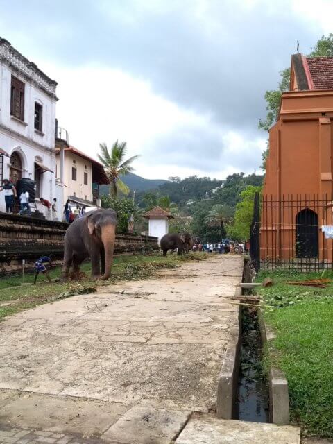 Elefant beim Zahntempel, festgekettet