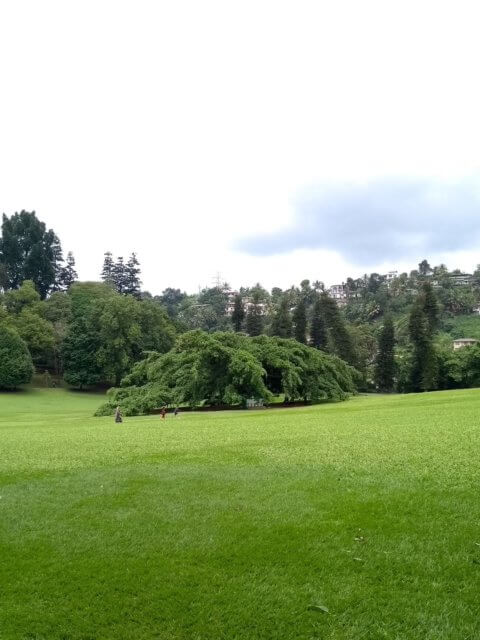 Botanischer Garten Kandy