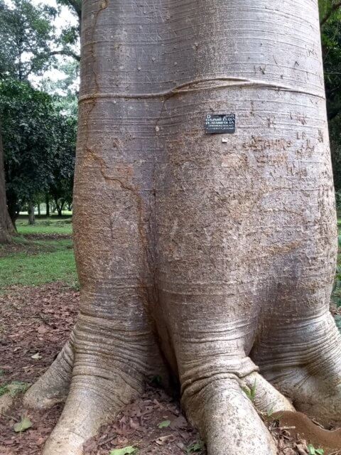 Baobab Baum im botanischen Garten Kandy