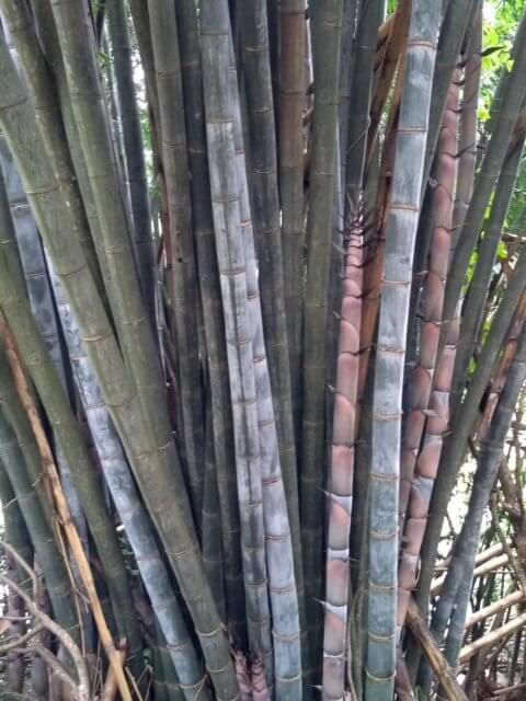 Schenkelstarker Bambus Botanischer Garten Kandy