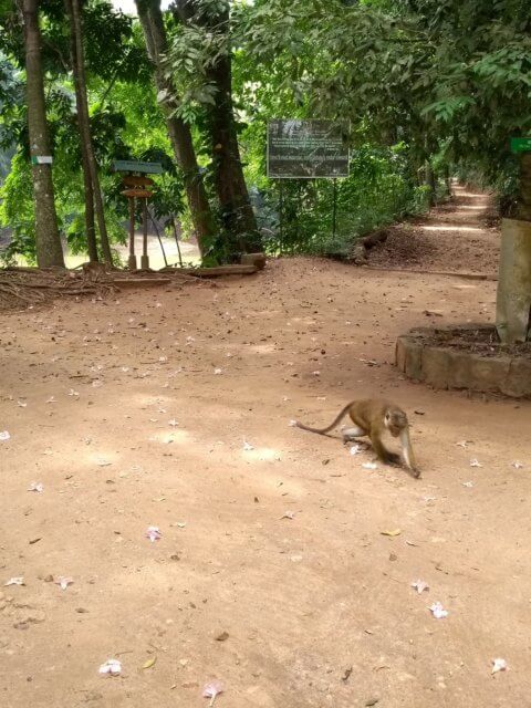 Royal Forest Park Kandy