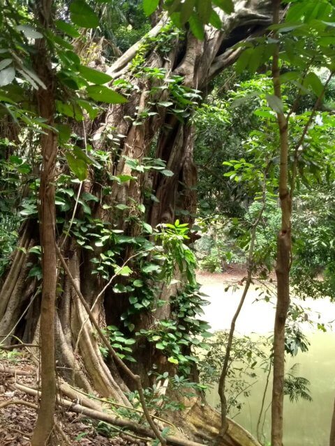 Royal Forest Park Kandy